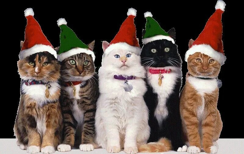 Кот празднует новый год. Котята в новогодних костюмах. новогодние коты несколько. кот в новогоднем колпаке. новогодний наряд для котика.