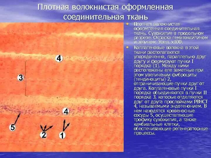 Плотная оформленная соединительная ткань сухожилия. Плотная оформленная соединительная ткань сухожилия