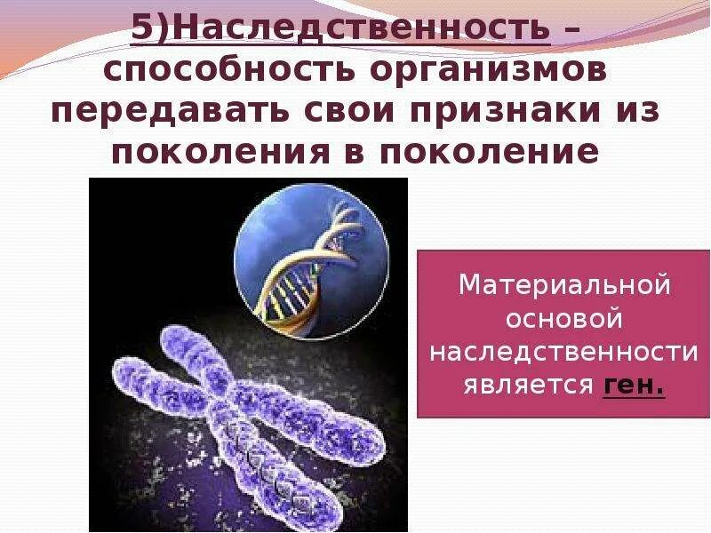 Наследственная информация. Наследственность организмов. Генетическая наследственность. Наследственность это в биологии.