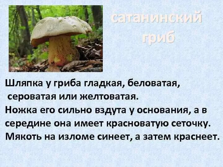 Ядовитые шляпочные грибы. Сатанинский гриб шляпка снизу. Сатанинский гриб описание кратко. Сатанинский гриб сообщение 3 класс.