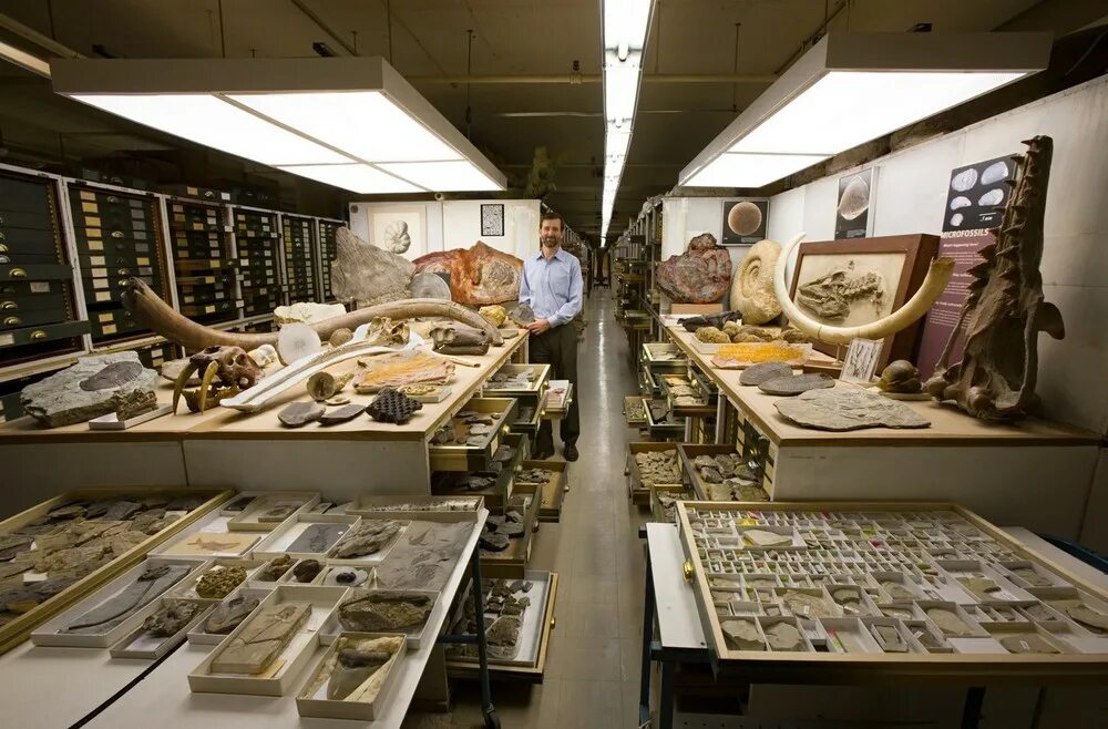 Жж истории. Музей smithsonian. смитсоновский институт музей. смитсоновский музей естественной истории экспонаты. запасники музея естественной истории.