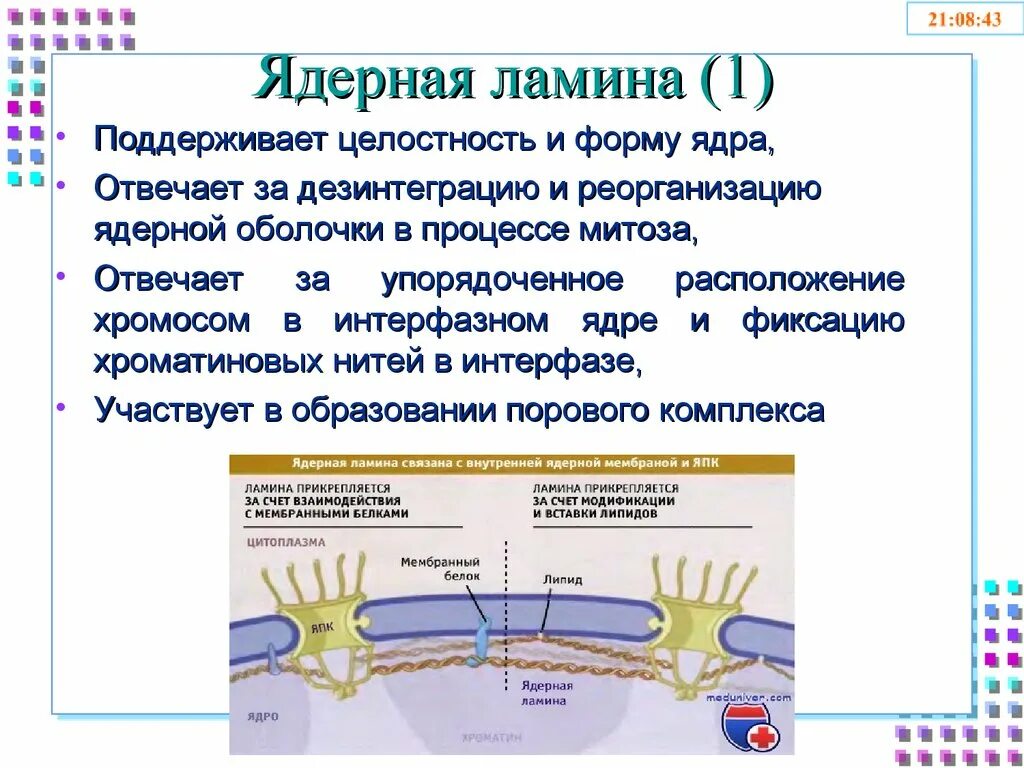 Ядерная пластинка ламина функции. Ламина строение и функции. Ядерная ламина. Ядерная ламина. Ядерная пластинка ламина.