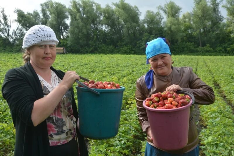 Батыревский плодопитомник. Сбор клубники на полях. Питомник чишмы клубника. Чишминский плодоовощной питомник. Урожай клубники.