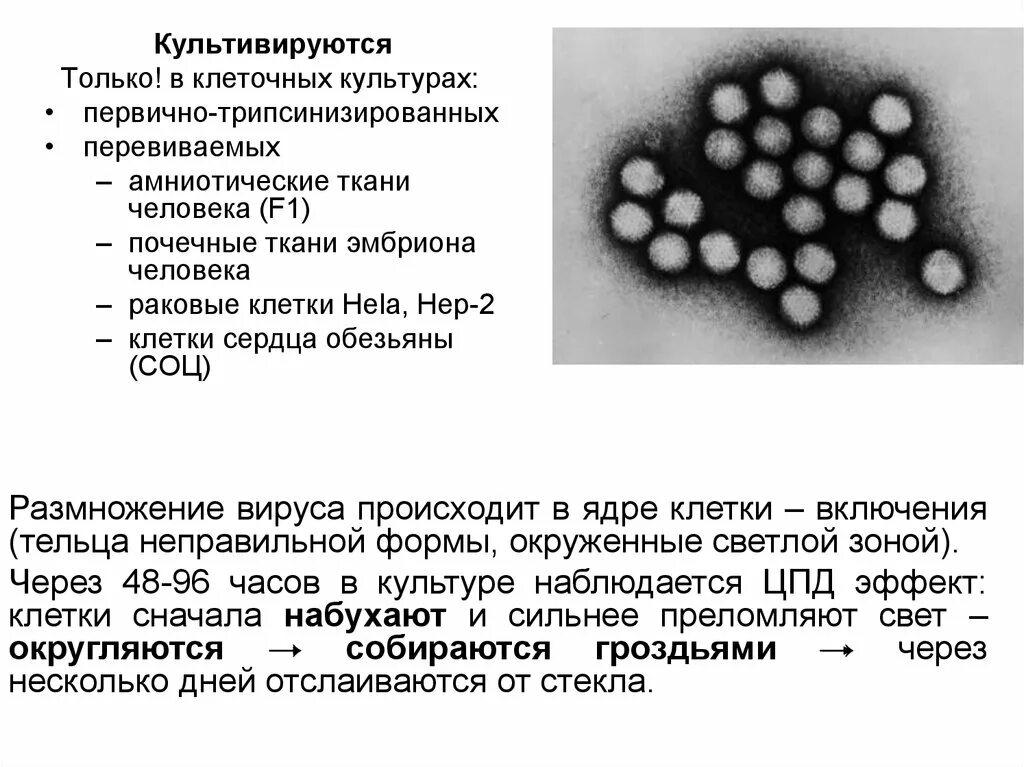 Человек культивируется. Первичные культуры клеток. клеточные культуры человека. первичные и перевиваемые культуры клеток. культивирование клеток hela.