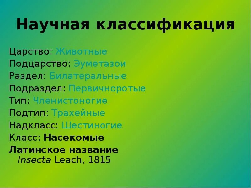 Членистоногие царство тип класс. Систематика насекомых. подтип трахейнодышащие класс насекомые. класс насекомые систематика. научная классификация насекомых.