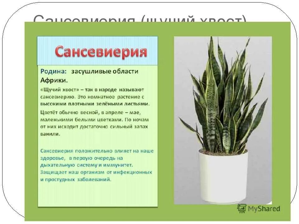 Сообщение о домашнем растении 2 класс