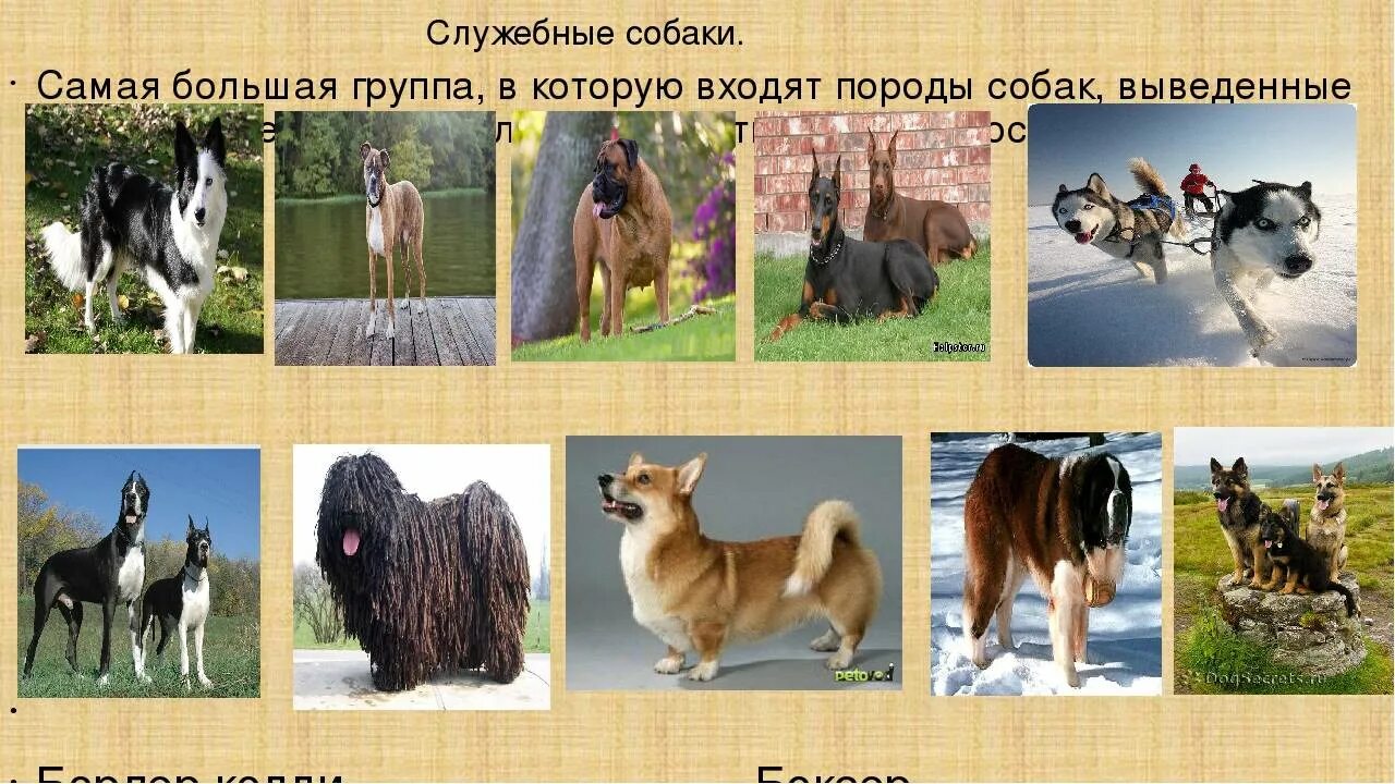 Породы служебных собак с фотографиями и названиями 59 фото - ZooClever.ru