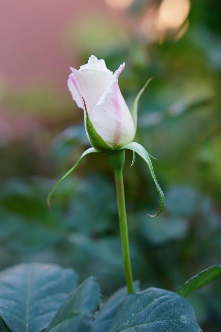 Красивые бутоны 1. Бутон белой розы. Бутон голландской розы. Цветы с белыми бутонами.
