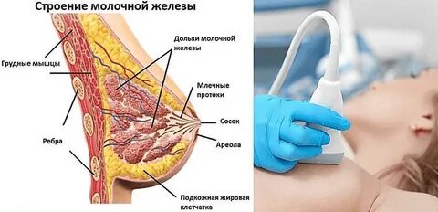 Как часто надо делать узи молочной железы