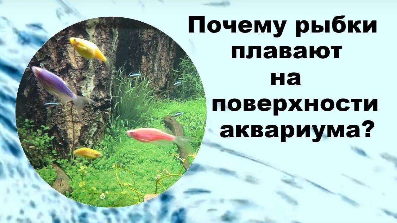 Почему гуппи плавают на поверхности аквариума не опускается. Почему рыбки плавают на поверхности аквариума. Карась в аквариуме. Почему рыбки плавают на поверхности аквариума. Почему рыбки плавают на поверхности аквариума.