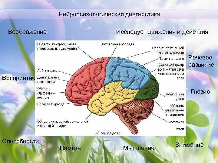 Взаимодействие логопеда и психолога Дефектология Проф