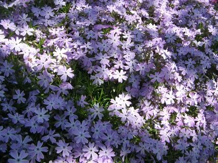 Флокс emerald cushion blue