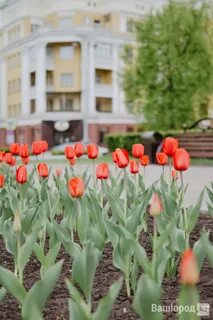 Тюльпаны екб