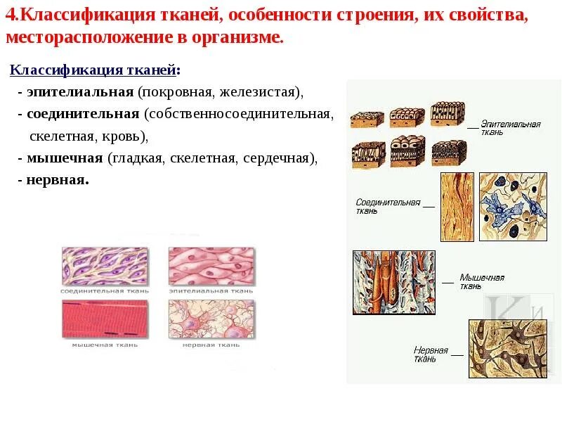Строение и классификация тканей - Реферат , страница 1