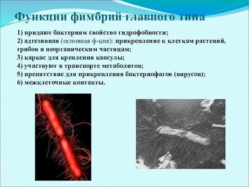 Какую функцию выполняют микроорганизмы
