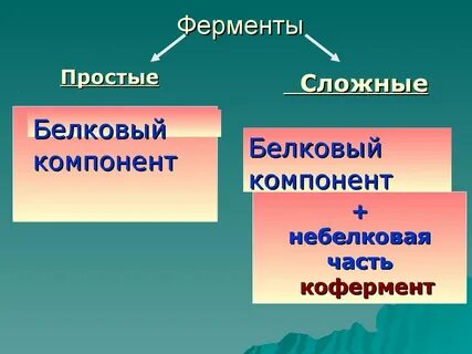 Ферменты конспект биология