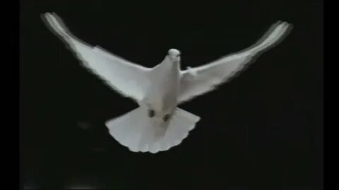 Птицы белые летели слушать