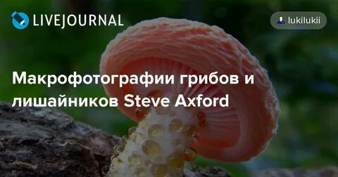 Важные факты о грибах