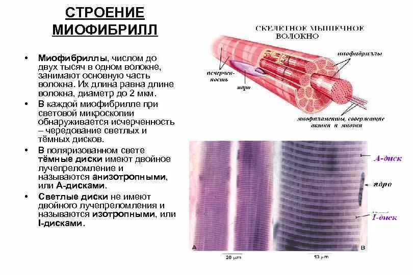 Мышечное волокно это. Схема микроскопического строения миофибриллы. Миофибриллы мышечных волокон функции. Строение скелетной мышцы и миофибриллы. Миофибриллы функции гистология.