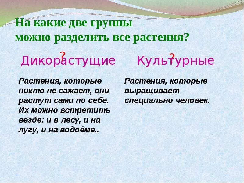 На какие две группы можно разделить растения. Дикорастущие и культурные растения. Какие культурные растения выращивает человек. Растения делятся на культурные и дикорастущие. На какие группы можно разделить культурные растения.