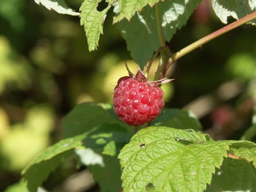 Малина буквы звуки. Малина обыкновенная (Rubus idaeus). Малина обыкновенная (Rubus idaeus l.). Войлочная малина. Малинник обыкновенный.