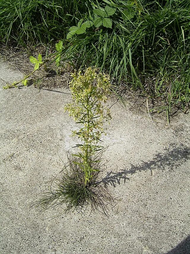 Лошадиная водоросль. Erigeron canadensis. Conyza canadensis. Conyza canadensis (horseweed). Horseweed/marestail сорняк.