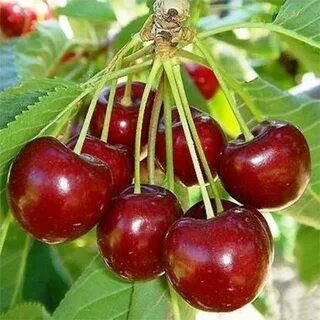 Саженцы вишни сорта