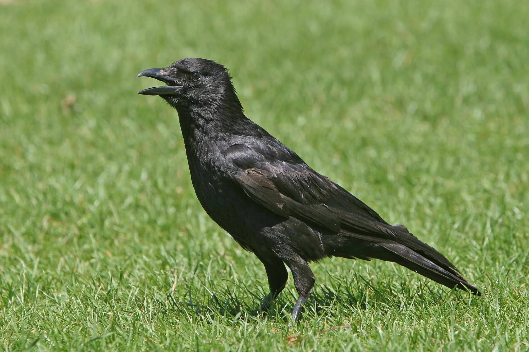 Клюв ворона. Три вороны. Ворона три раза. Клюв ворона. Стих про ворону.