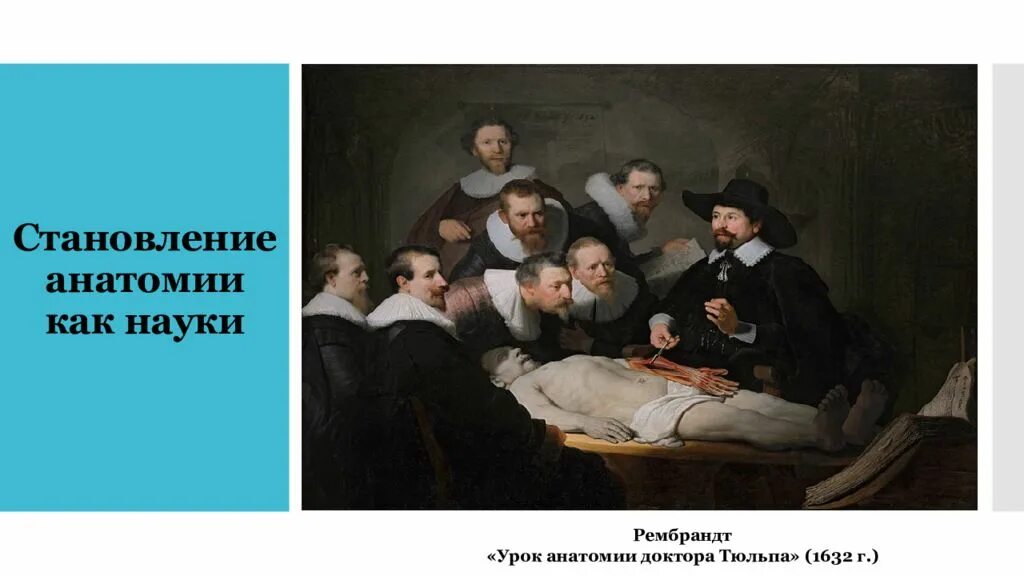 Рембрандт урок анатомии доктора Тульпа. Становление анатомии как науки. Урок анатомии доктора тюльпа. «Урок анатомии доктора тюльпа», «ночной дозор» и «Синдики».. Возрождение доктора