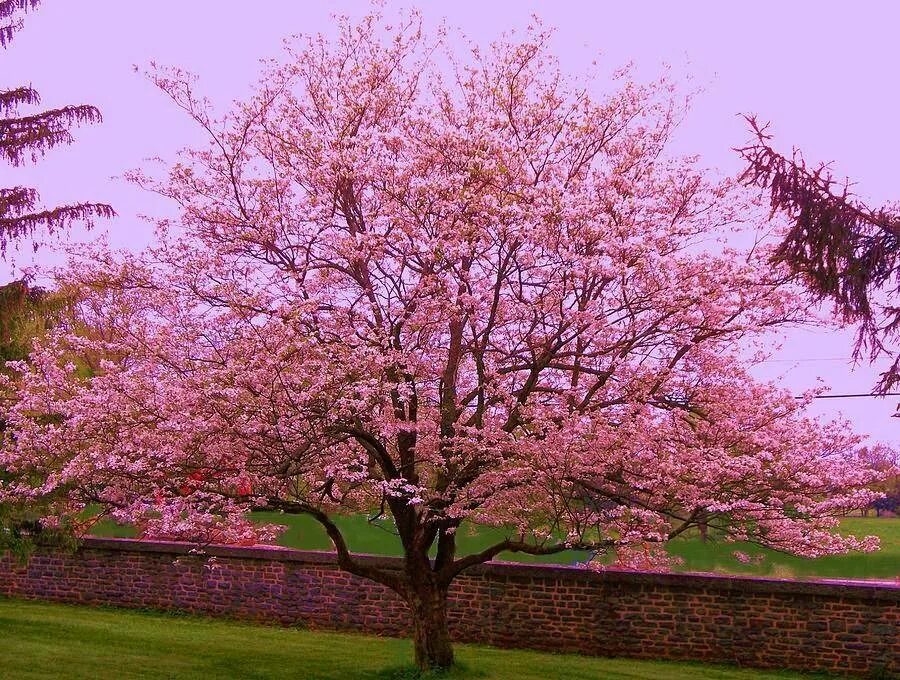 Цветущий миндаль дерево. Миндаль обыкновенный (Prunus Dulcis). Миндаль черешковый куст. Миндаль Горький дерево. Миндаль Форос цветение.