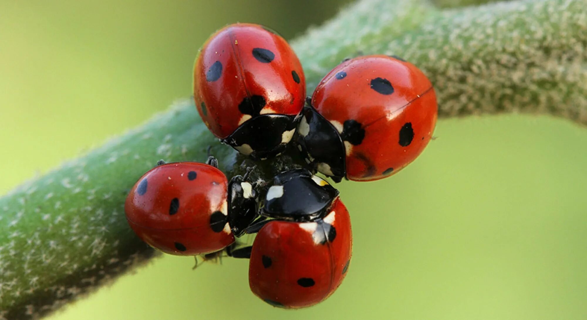 Фотки божьей коровки. Ladybug Божья коровка. Жесткокрылые Божья коровка. Бесточечная Божья коровка. Разноцветные Божьи коровки.