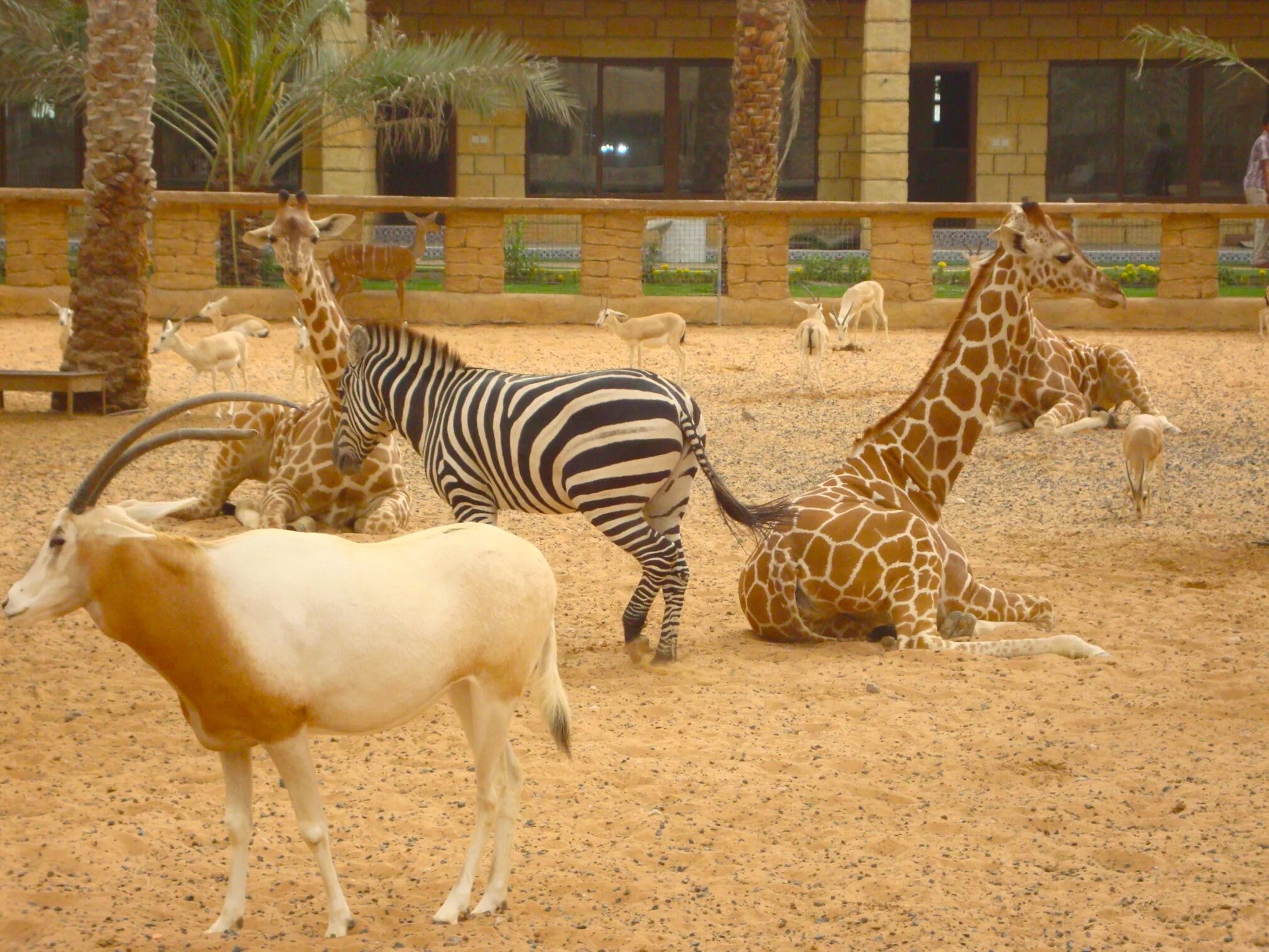 Лев тигр жираф. Сафари-парк зоопарка Сан-Диего. Зоопарк Абу Даби. Мадагаскар зоопарк Сан Диего. Зоопарк Абу Даби завтрак с жирафом.