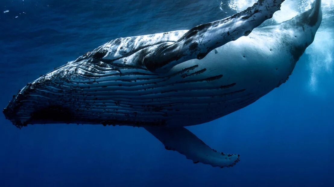 Кит Горбач. Синий кит (голубой кит). Голубой горбатый кит. Синий кит полосатик.