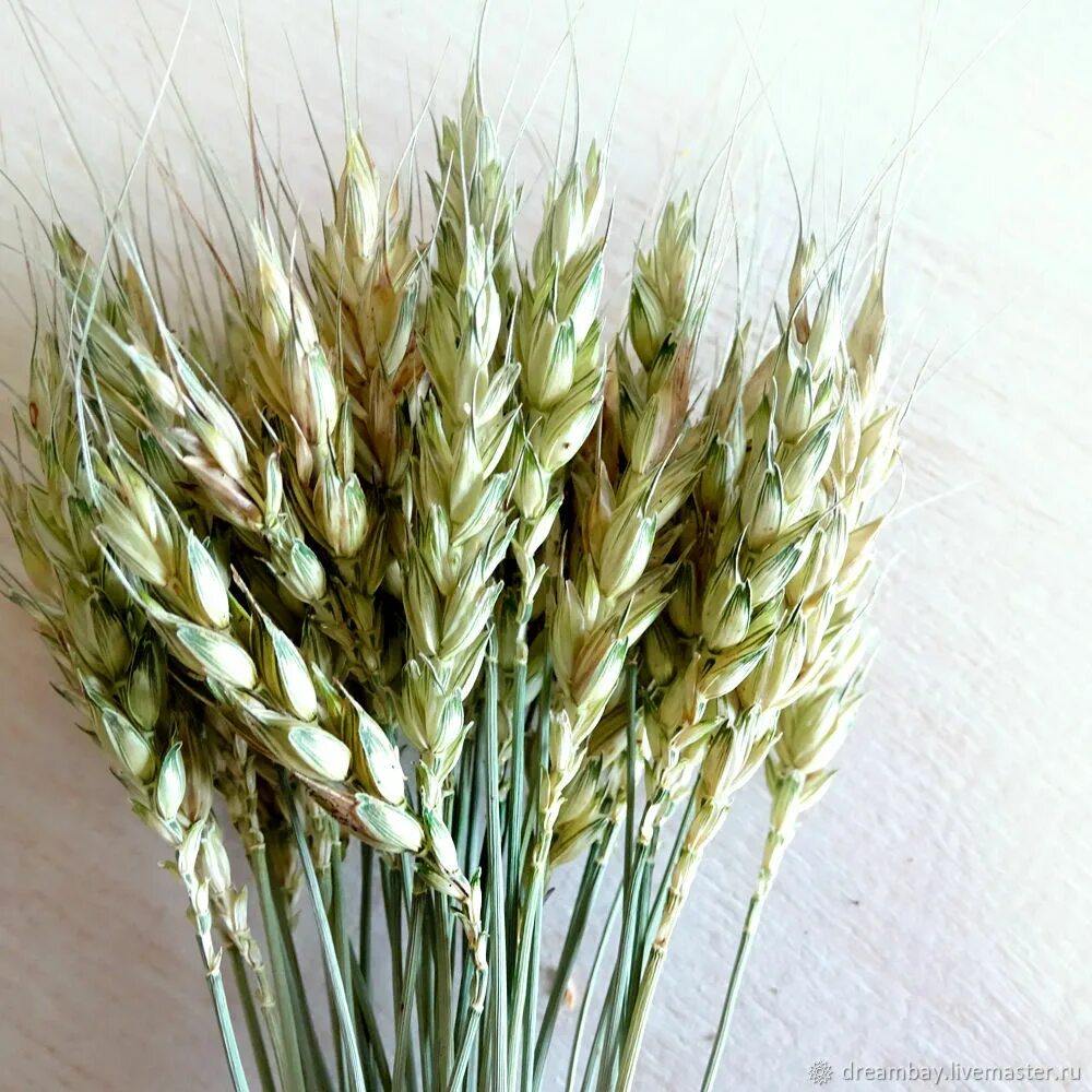 Колос тритикале. Пшеница продовольственная. Зерно яровой тритикале. Поле тритикале. Зернофураж арпа.