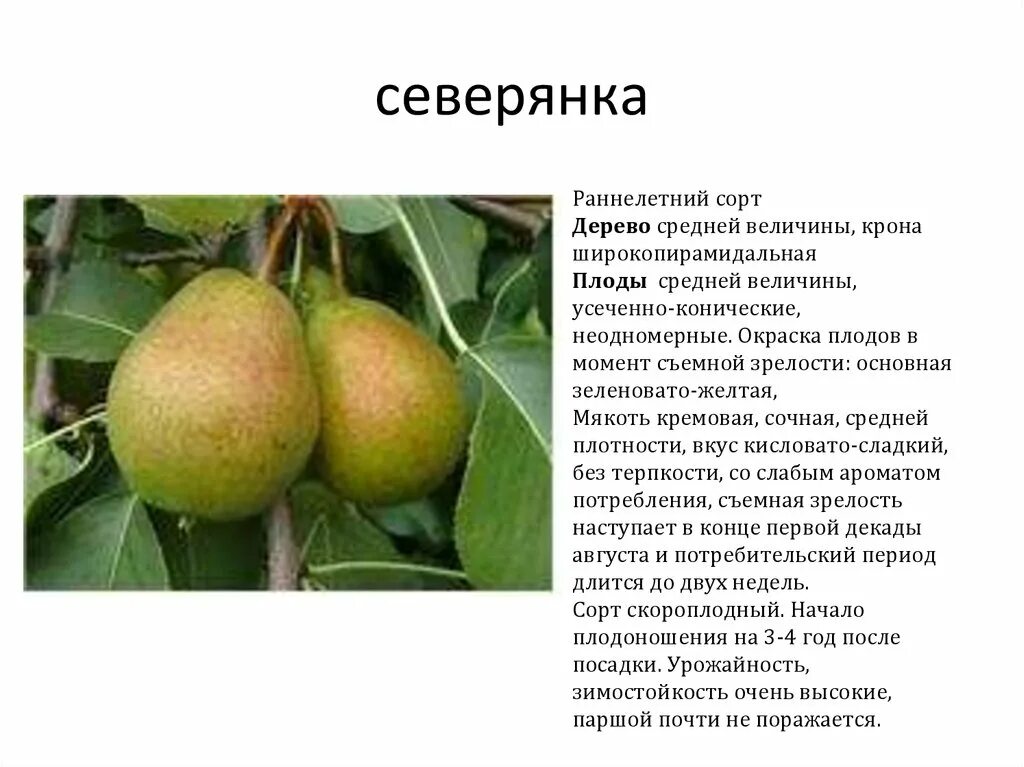 Груша северянка описание опылители