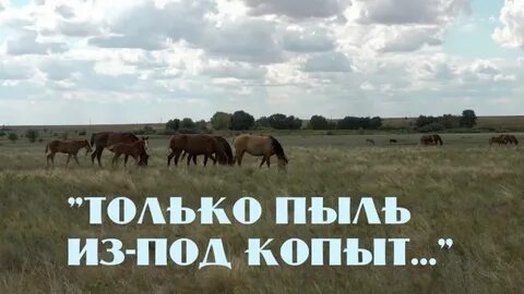 Несет шальную кобылицу