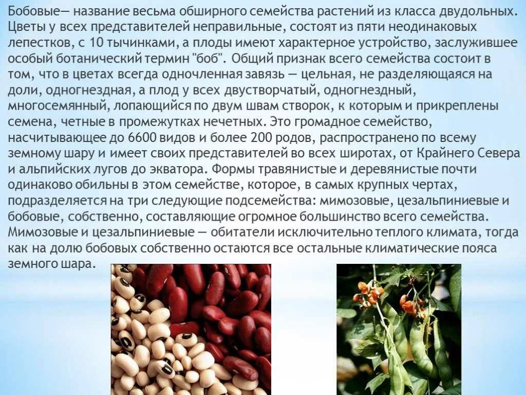 Разновидности Бобов Фото И Названия - Mixyfotos.ru