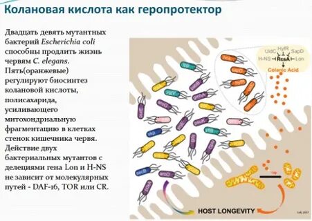 Геропротекторы