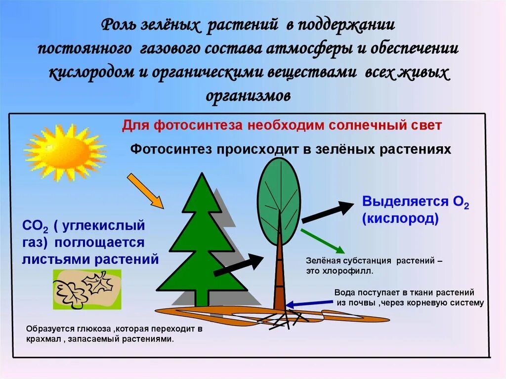 Космическая роль зеленых растений текст. Роль зеленых растений. Значение фотосинтеза. Космическая роль зеленых растений. Значение фотосинтеза в природе.