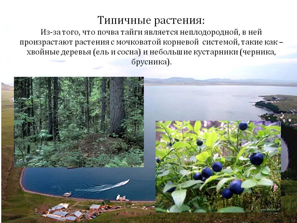 Сообщение о природной зоне 5 класс биология. Необычные растения природной зоны Тайга. Типичные растения тайги. Типичная растительность тайги. Почвы и растения Таёжная зона.