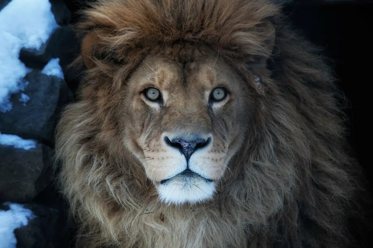 лев под дождем. 38 лев. 38 лев. 38 лев. огромный лев фото.