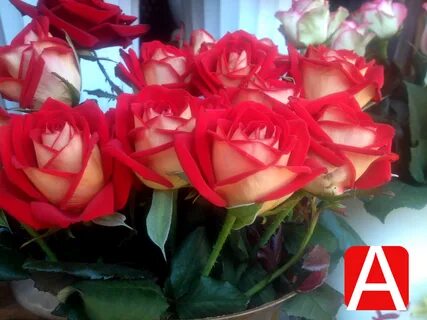 Розы голландия