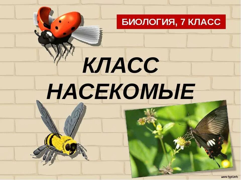 Тесты по биологии по насекомым. Класс насекомые. Насекомые 7 класс биология. Презентация насекомые 7 класс. Внешнее строение насекомых 7 класс.