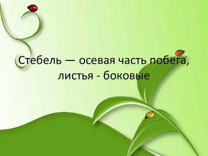 Побег и почки 6 класс презентация