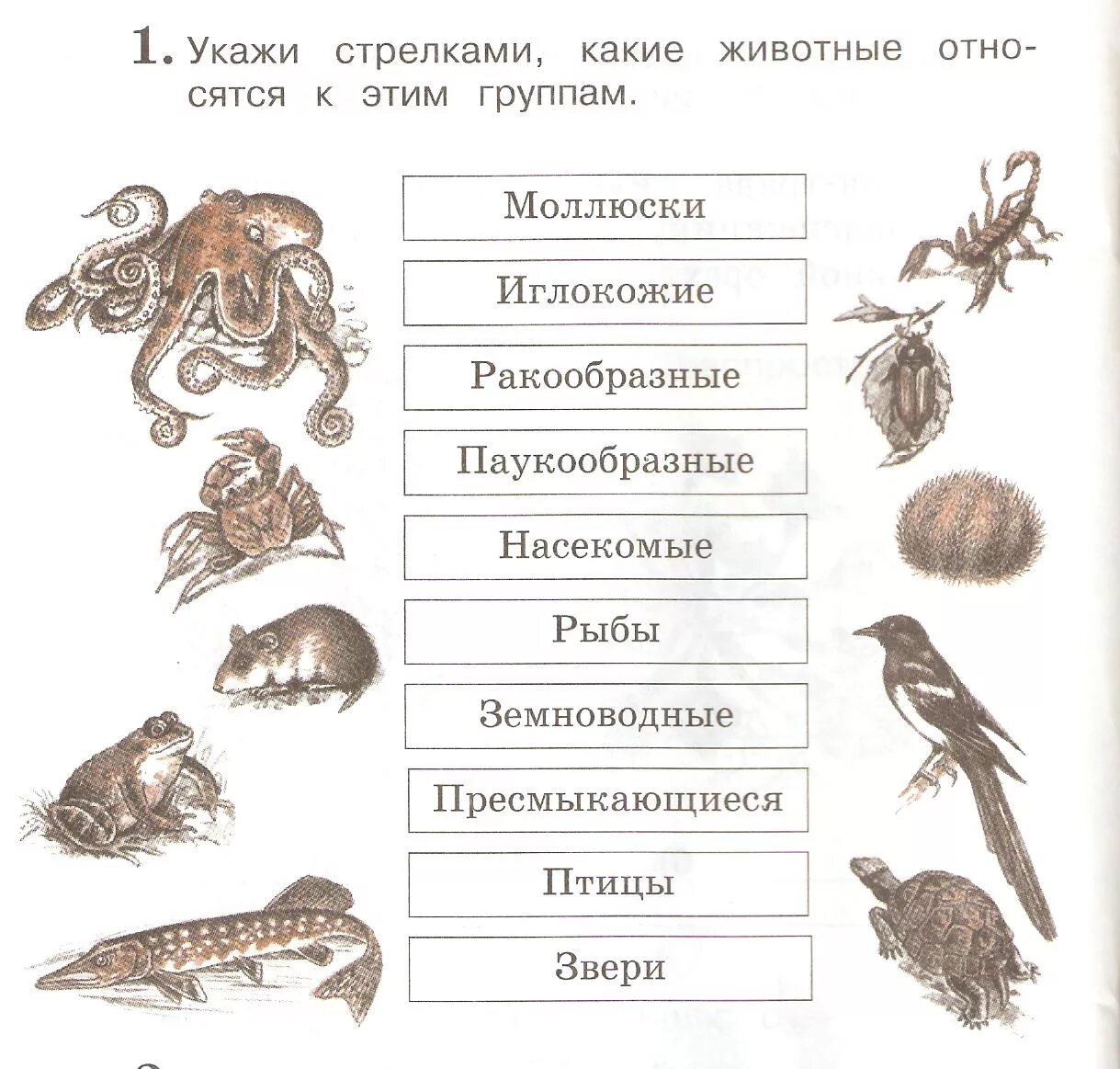 Соотнести изображения с названиями. Разнообразие животных группы животных. Разнообразие животных задания. Группы животных задание. Классы животных задание.