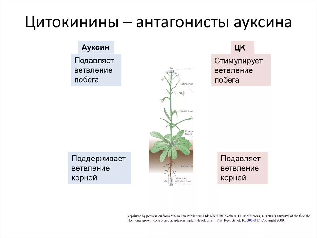 В чем заключается значение развития для растения
