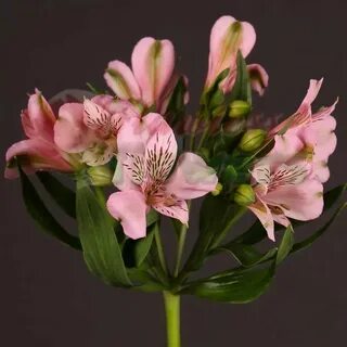 Альстромерия розовая