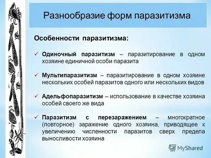 Черты приспособления к паразитическому образу жизни