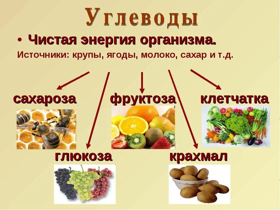 Назовите какие питательные