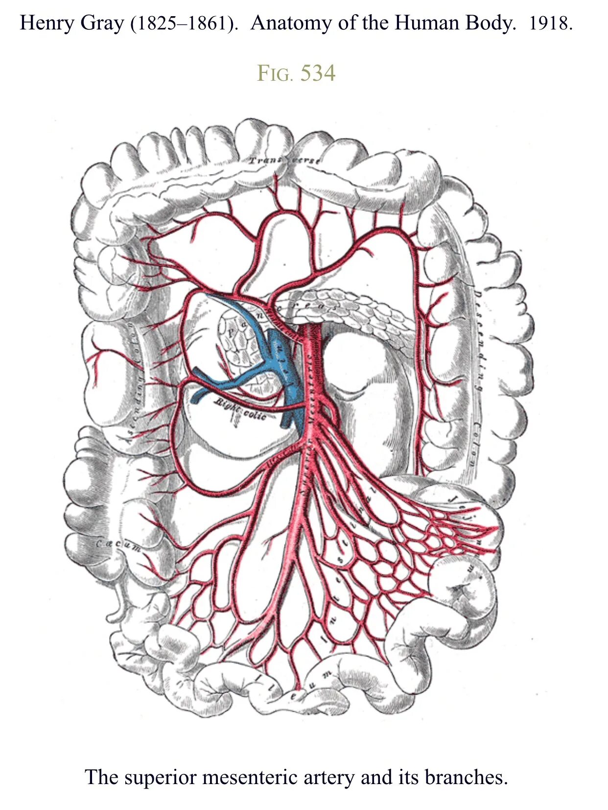 Верхняя брыжеечная артерия и Вена. Верхняя брыжеечная Вена анатомия. Нижняя брыжеечная артерия анатомия. Ветви верхней брыжеечной артерии анатомия. Острое мезентериальное кровообращение
